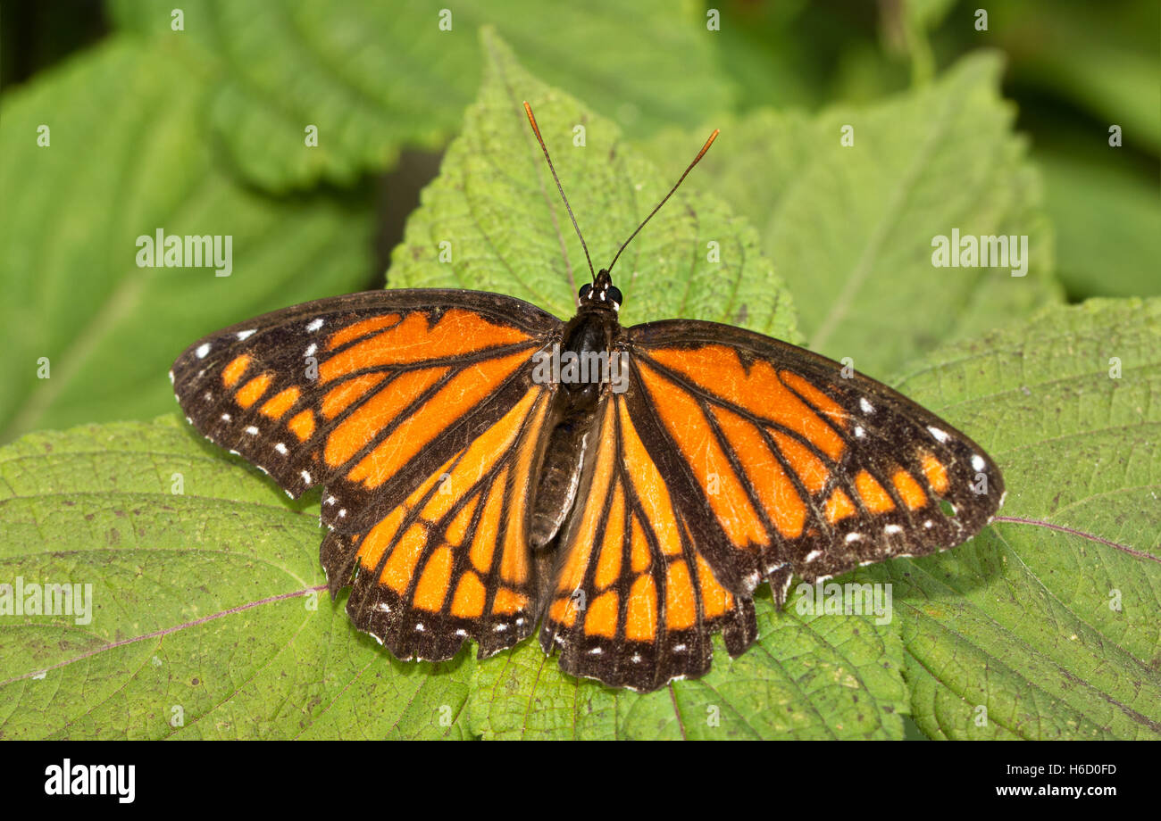 Vizekönig Schmetterling ruht auf einem gemalt Nesselblatt Stockfoto