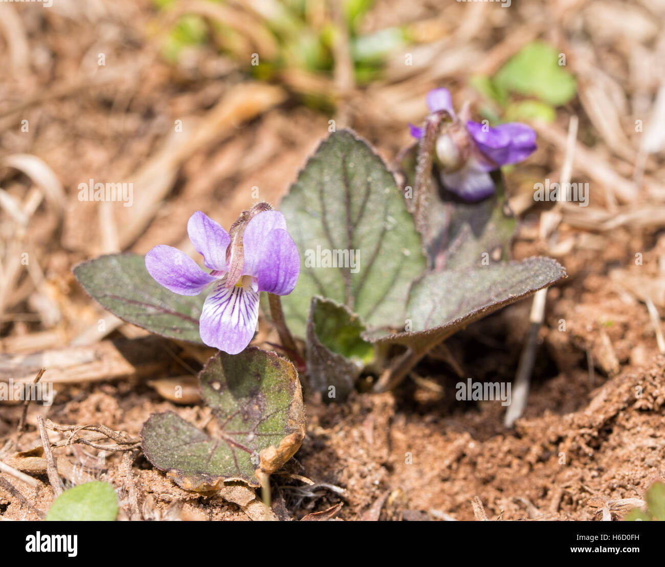 Wild Violet, Viola spp., blühen im zeitigen Frühjahr Stockfoto