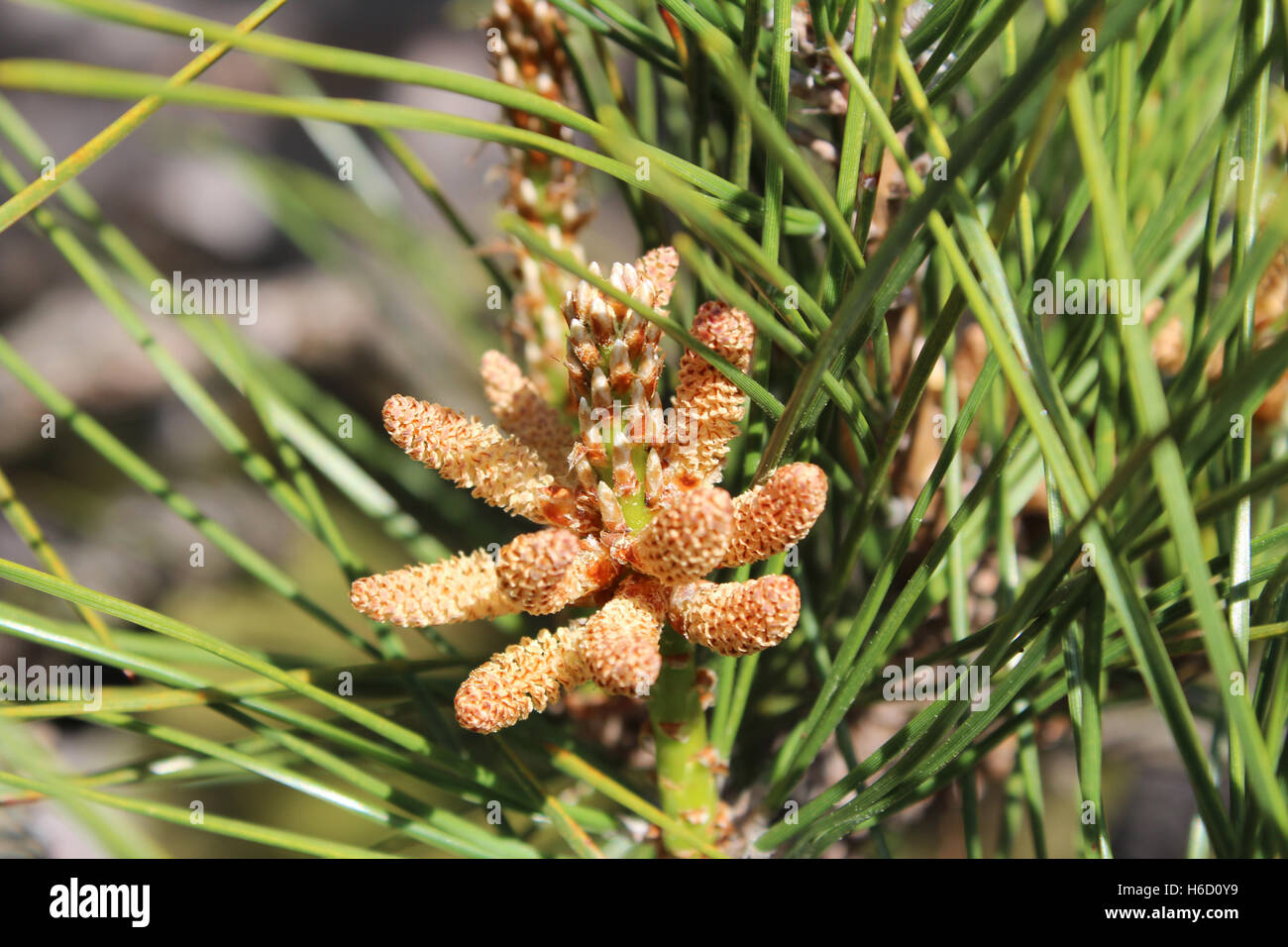 Close-up Blumen von Pinus Thunbergii, japanische Schwarzkiefer Baum in Kyoto, Japan Stockfoto