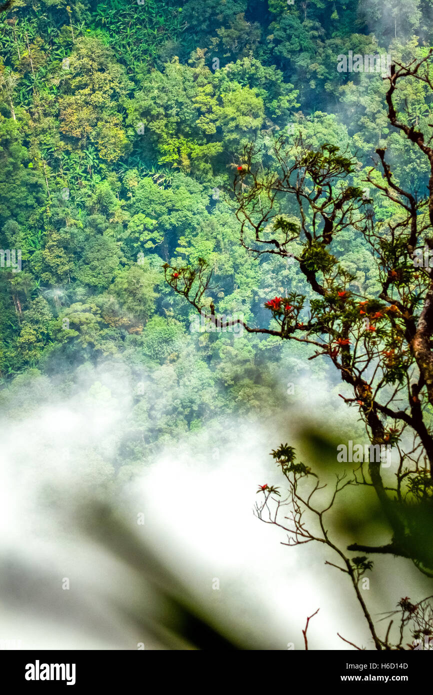 Nebel über Bergtal bedeckt mit tropischem Regenwald auf Mount Salak, West-Java, Indonesien. Stockfoto
