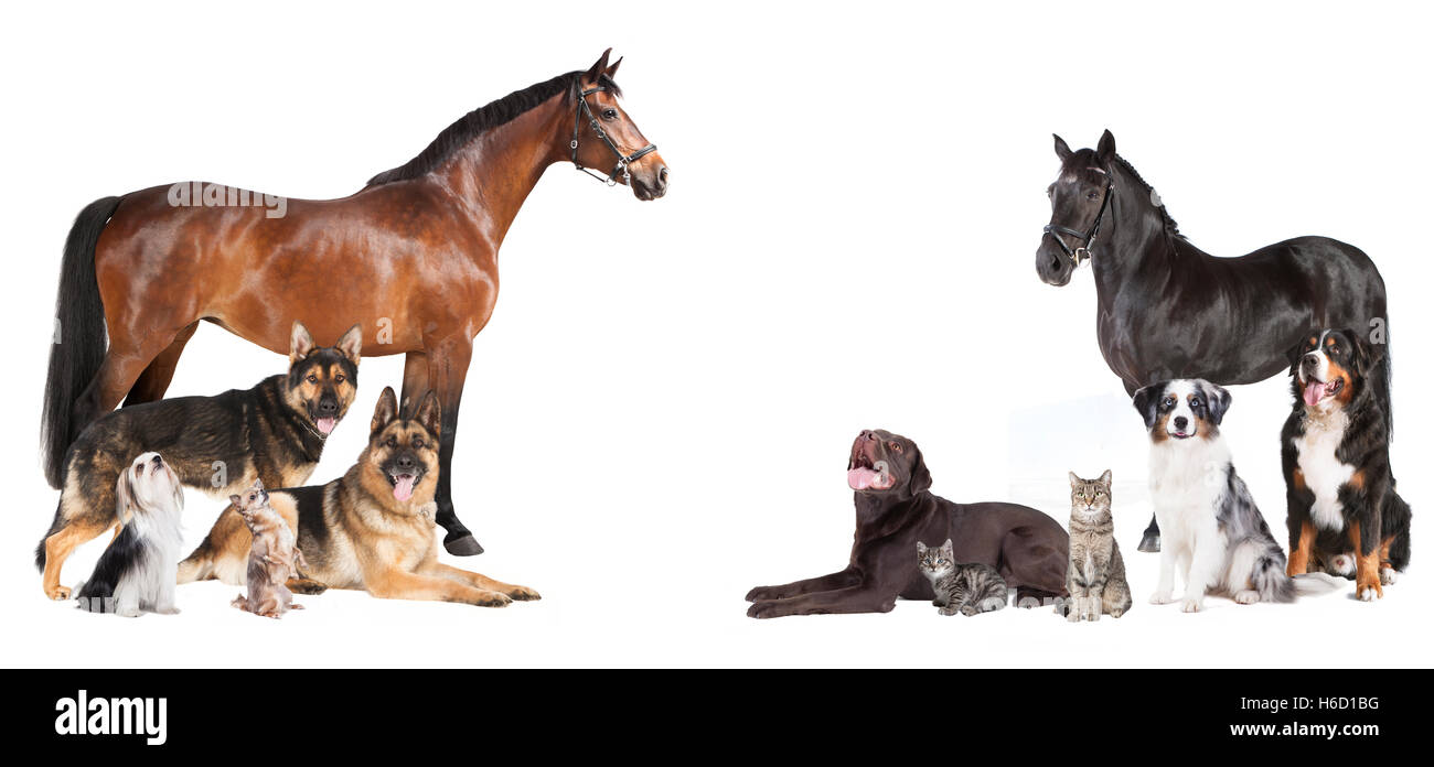 verschiedene Haustiere und Pferde als Collage auf weißem Hintergrund Stockfoto