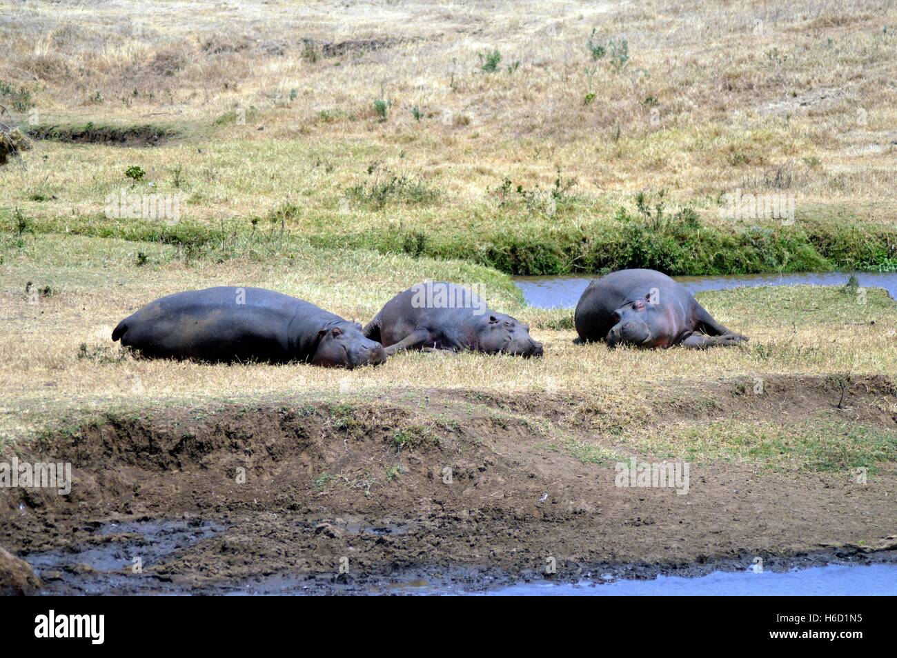 Drei Hippo Nickerchen am Rande eines Teiches in einem Park in Tansania Stockfoto