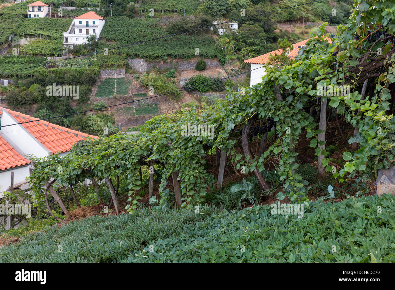 Weinberg in Madeira, Portugal Stockfoto