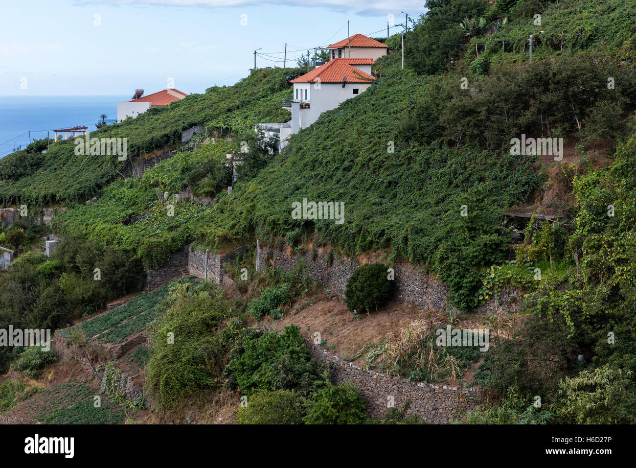 Weinberge in Madeira, Portugal Stockfoto