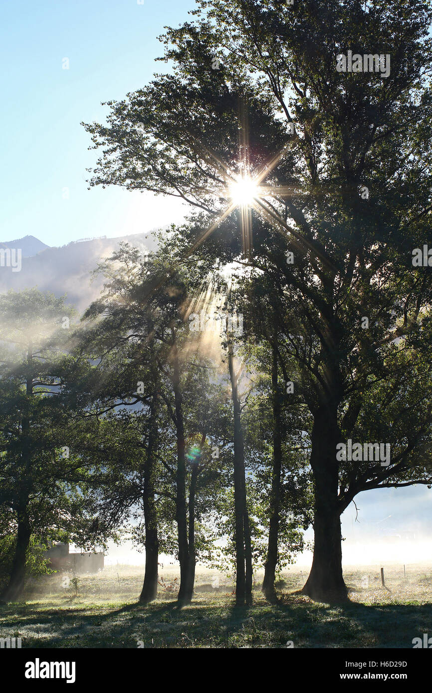 Sonne klar Strahlen durch Bäume und Morgennebel gegen blauen Himmel Stockfoto