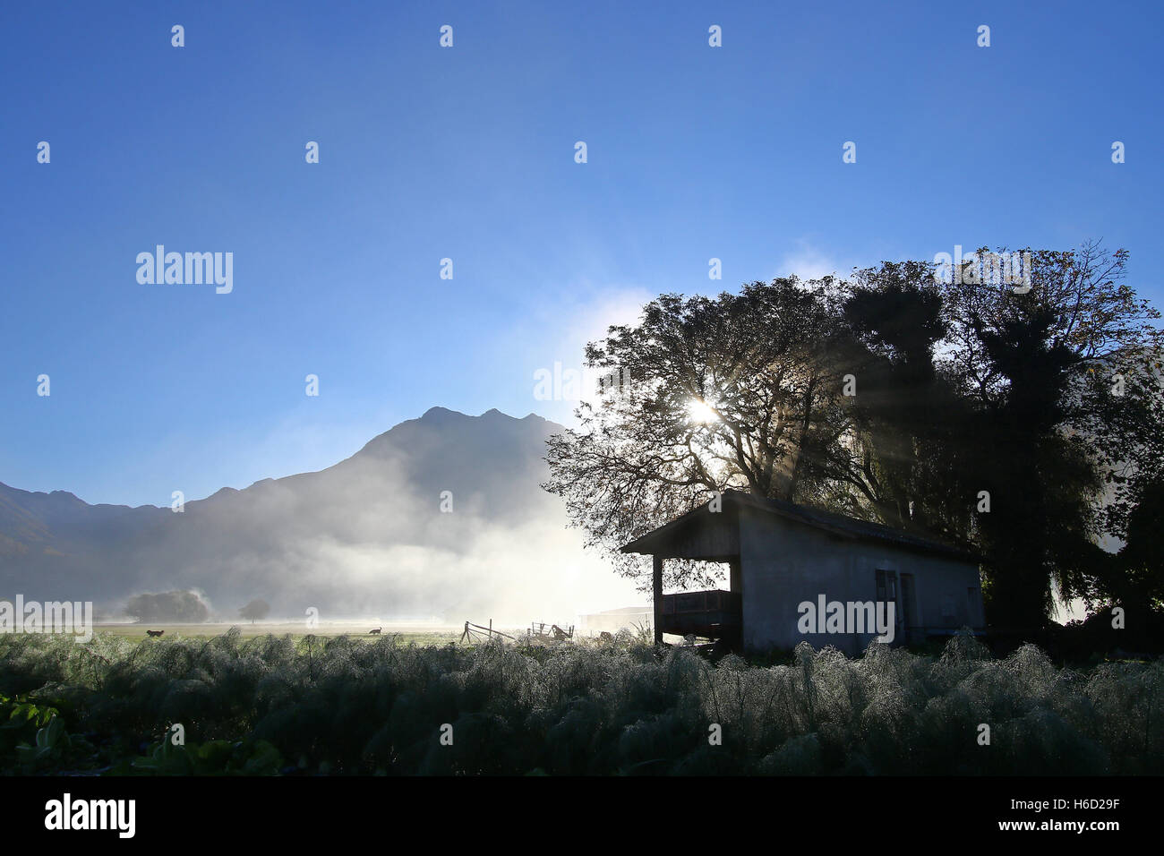 Hunde zu Fuß durch eine Scheune mit Sonnenstrahlen durch Bäume und Morgennebel gegen blauen Himmel Stockfoto