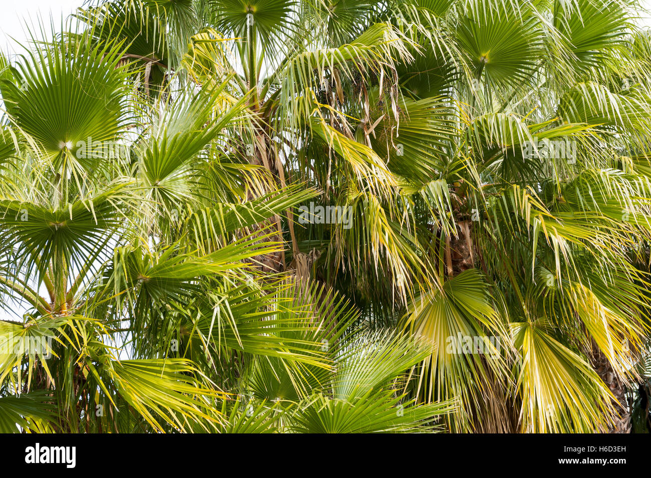 Palme, Almunecar Costa Tropical, Andalusien, Spanien, Europa Stockfoto