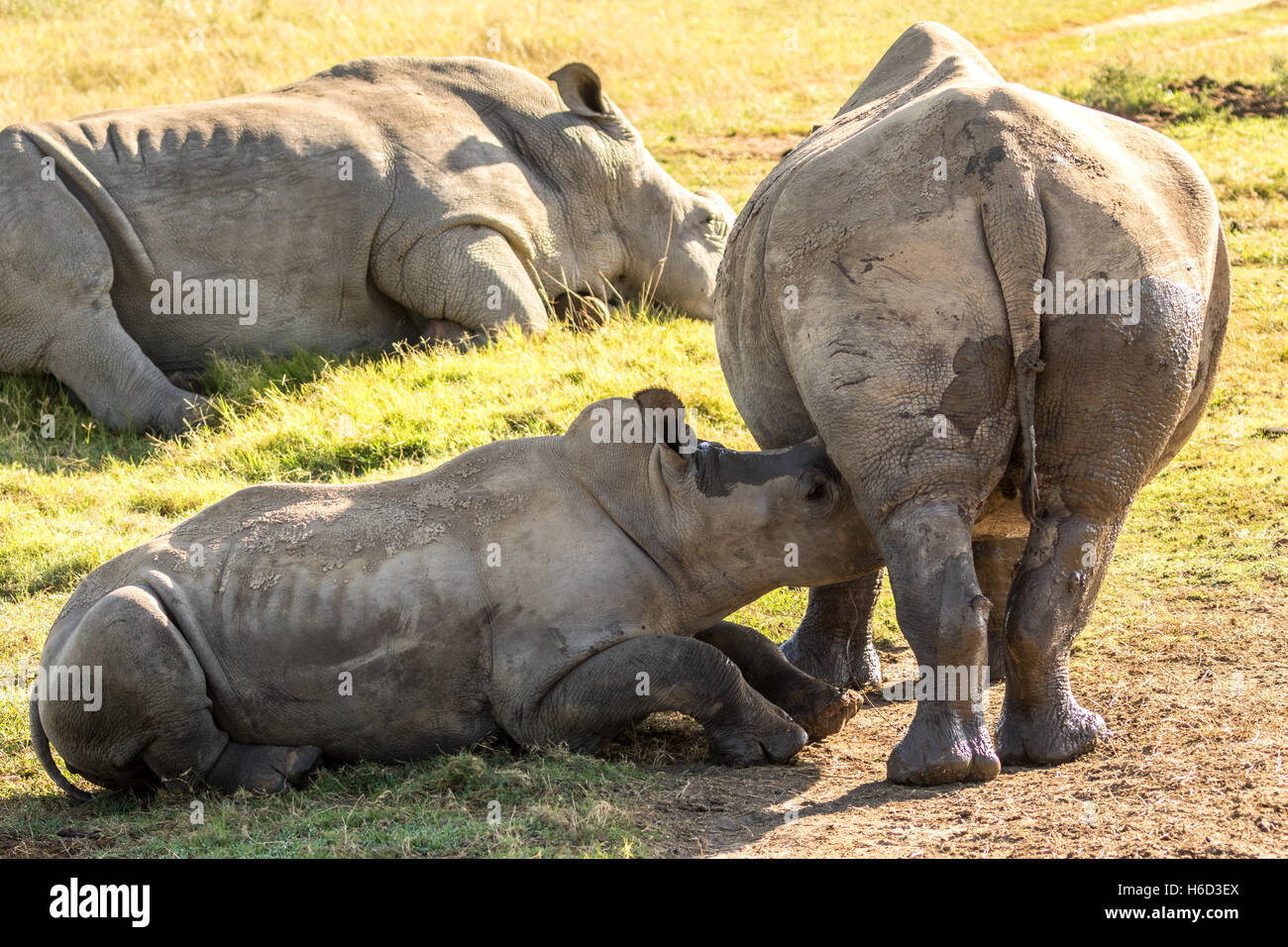 Südliches Breitmaulnashorn Kalb (Rhinocerotidae)) Saugen Stockfoto