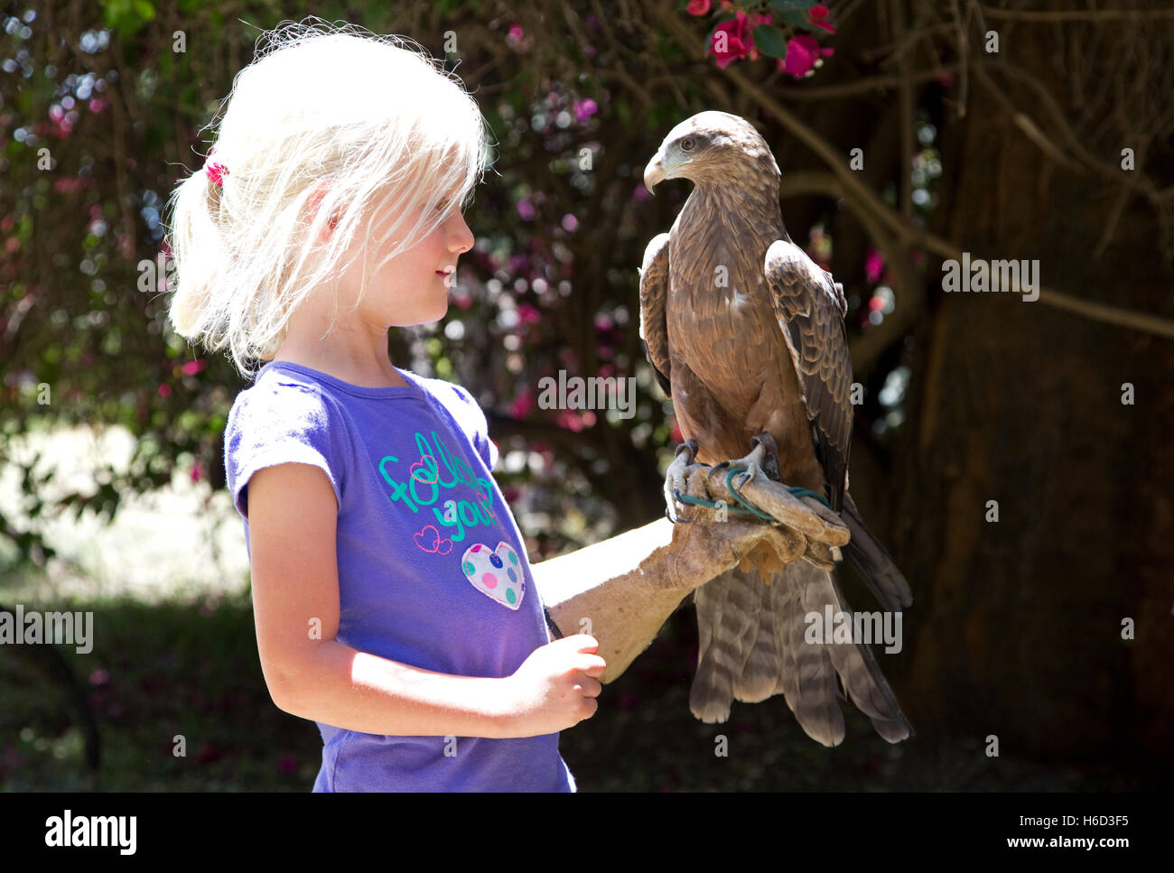 Junge blonde Mädchen Holding Yellow-billed Kite Eule Conservation Trust Lake Naivasha, Kenia Stockfoto