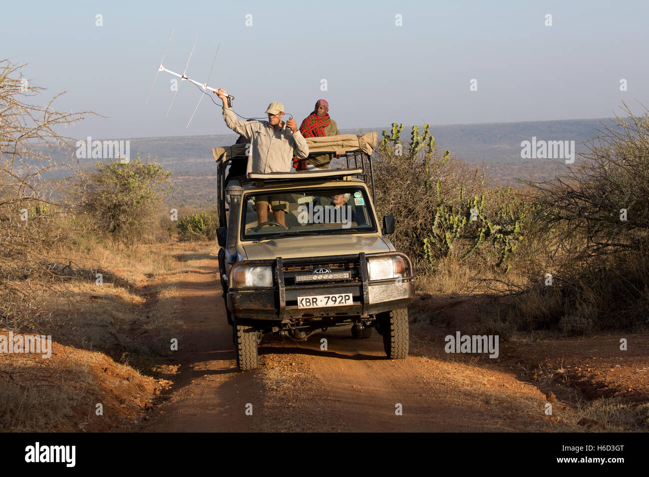 Forscher-Radio tracking-Afrikanische Wildhunde von Fahrzeug Laikipia Wildnis Kenia Stockfoto