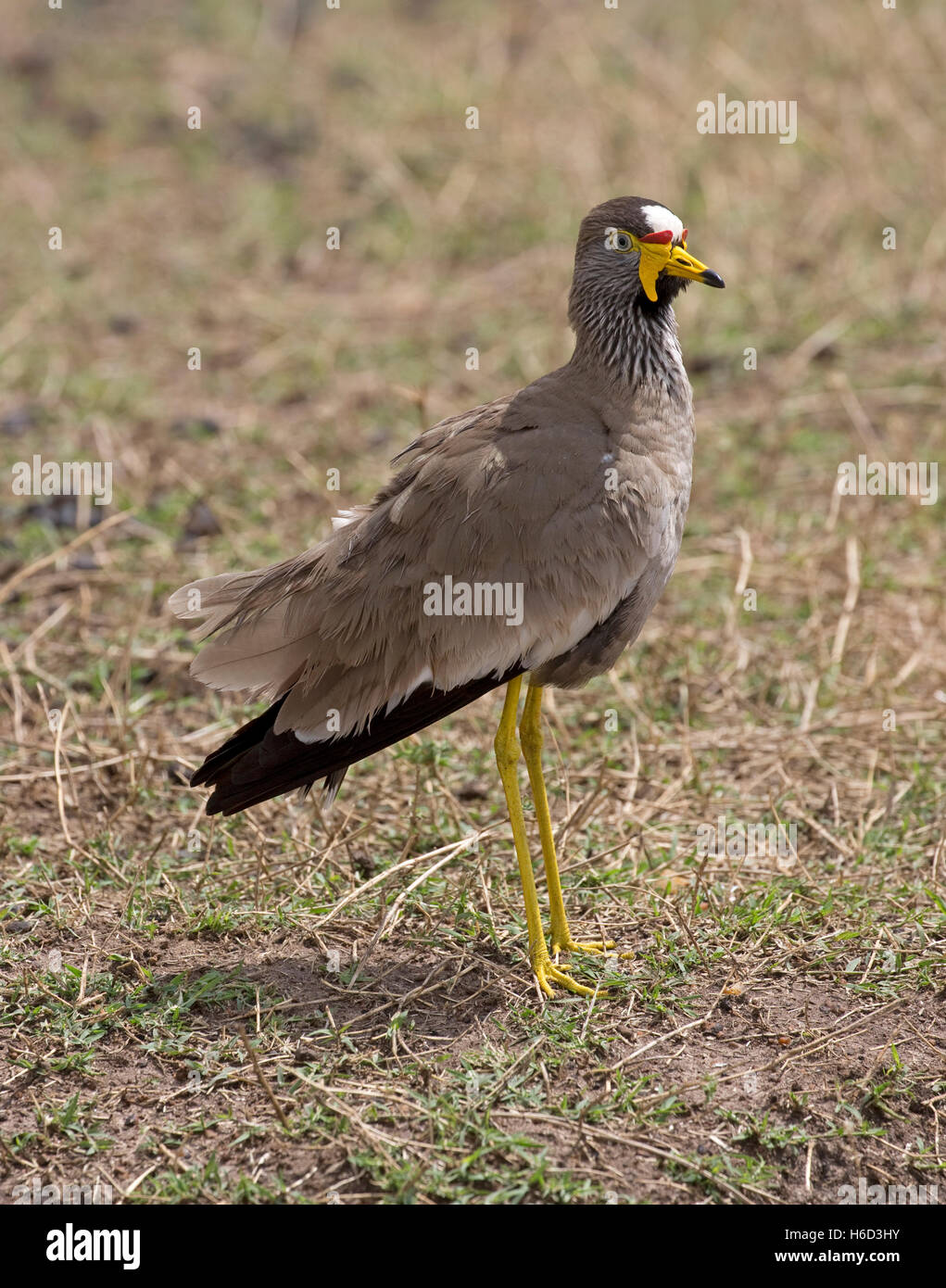 Ein Senegal Flecht-Regenpfeifer afrikanischen wattled Kiebitz Vanellus Senegallus Masai Mara Kenia Stockfoto