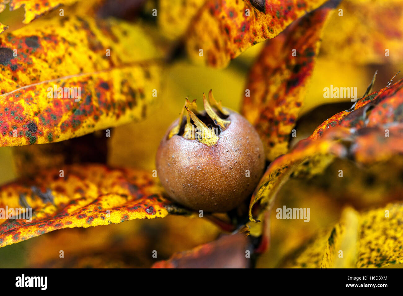 Mispel, Mespilus germanica Herbstblätter reifende Frucht auf einem gemeinsamen Mispel Baum Zweig herbstliche Farben Stockfoto