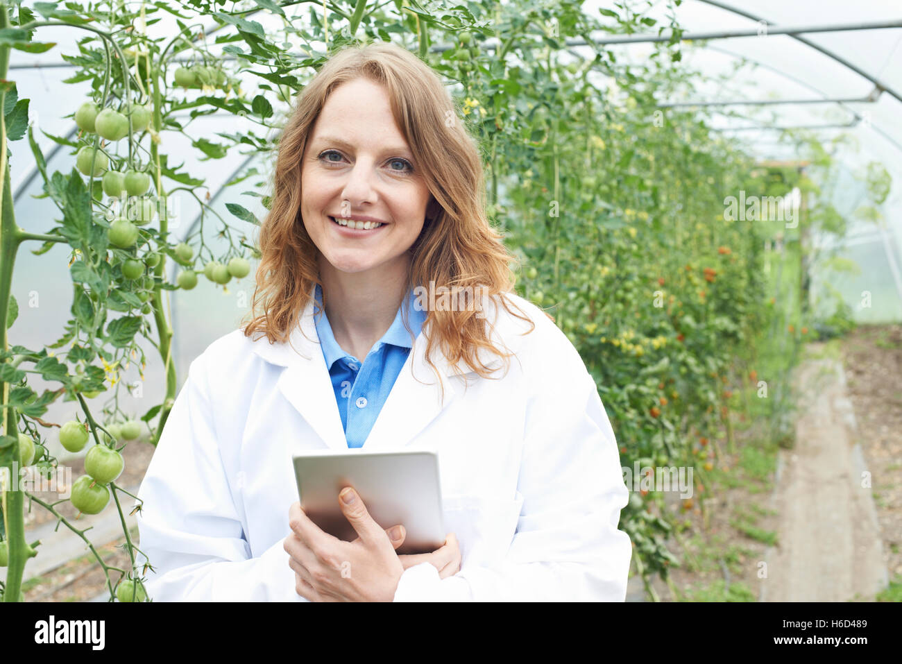 Wissenschaftlerin im Gewächshaus Erforschung Tomaten Ernte Stockfoto
