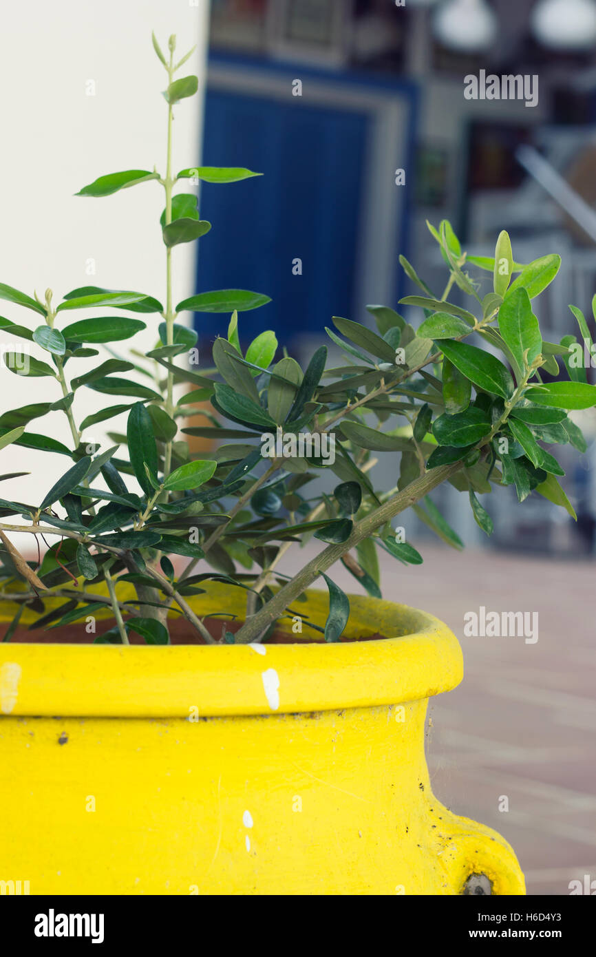Nahaufnahme einer Pflanze in großen gelben Keramik Blumentopf Stockfoto