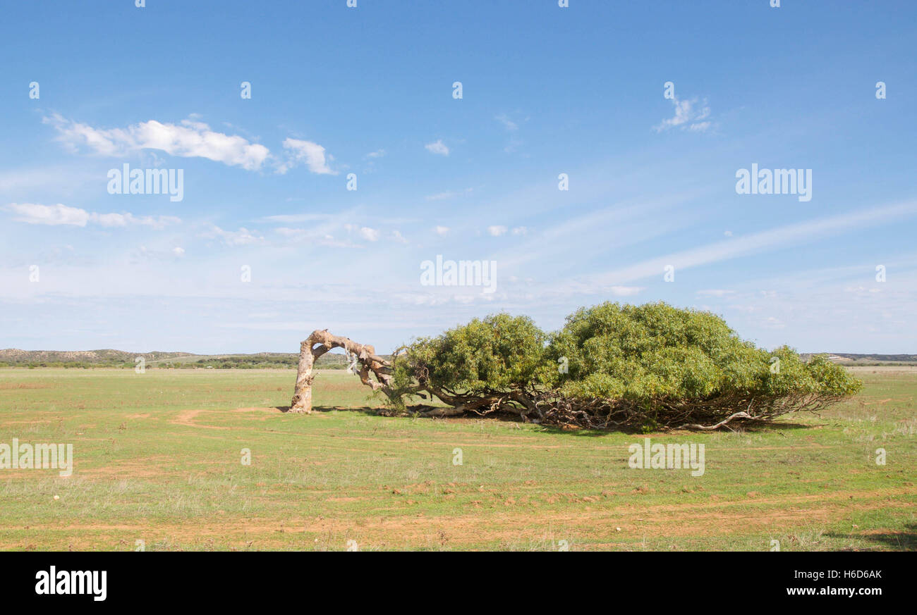 Der einzigartige schiefen Baum der Greenough mit einem gebogenen Stamm in horizontale Körperhaltung in der Kulturlandschaft von Western Australia. Stockfoto