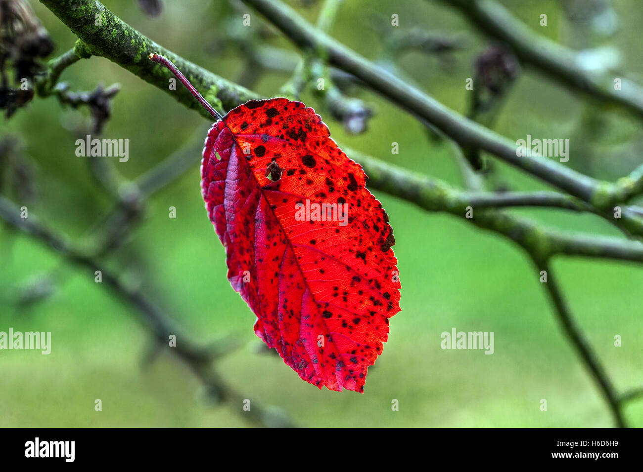 Das letzte rote Blatt, das noch auf dem Zweig blieb Oktober Herbst rötlichen Blatt Stockfoto