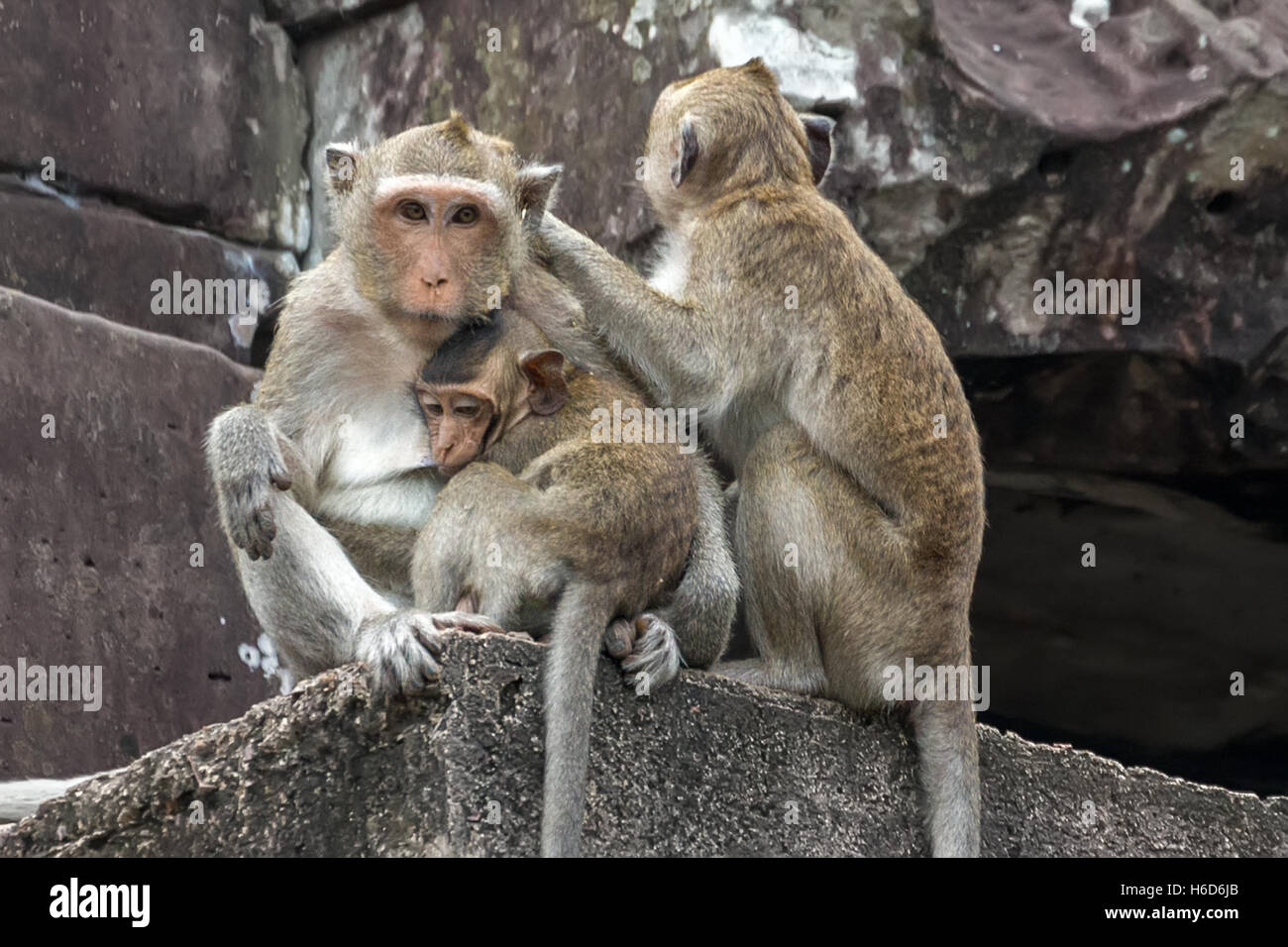 Mama mit Nachwuchs, trinkt aus einer Wasserflasche, langschwänzige Makaken, aka Krabbenfressende Makaken, Macaca fascicularis, Angkor Wat, Kambodscha Stockfoto