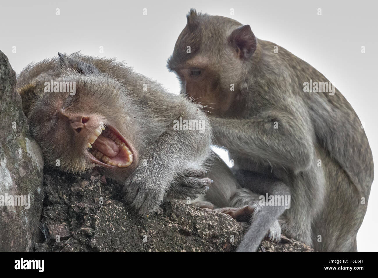 Gähnend & gepflegt, männlich, langschwänzige Makaken, aka Krabbenfressende Makaken, Macaca fascicularis, Angkor Wat, Kambodscha Stockfoto