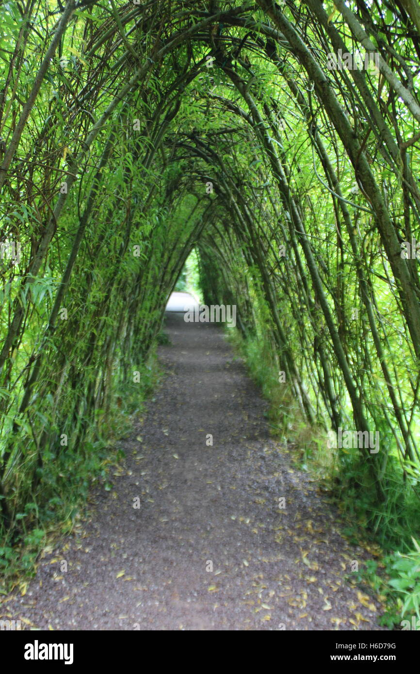 Grüne Ausreißer. Oktober 2016. Killarney. Irland. Stockfoto