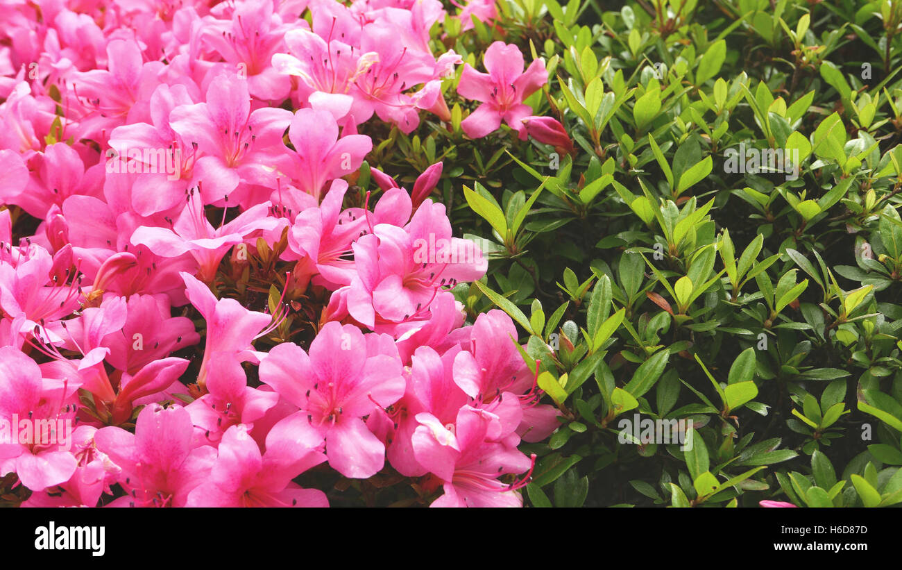 Rosa Blüte Blume und grüne Pflanzen im Park Stockfoto