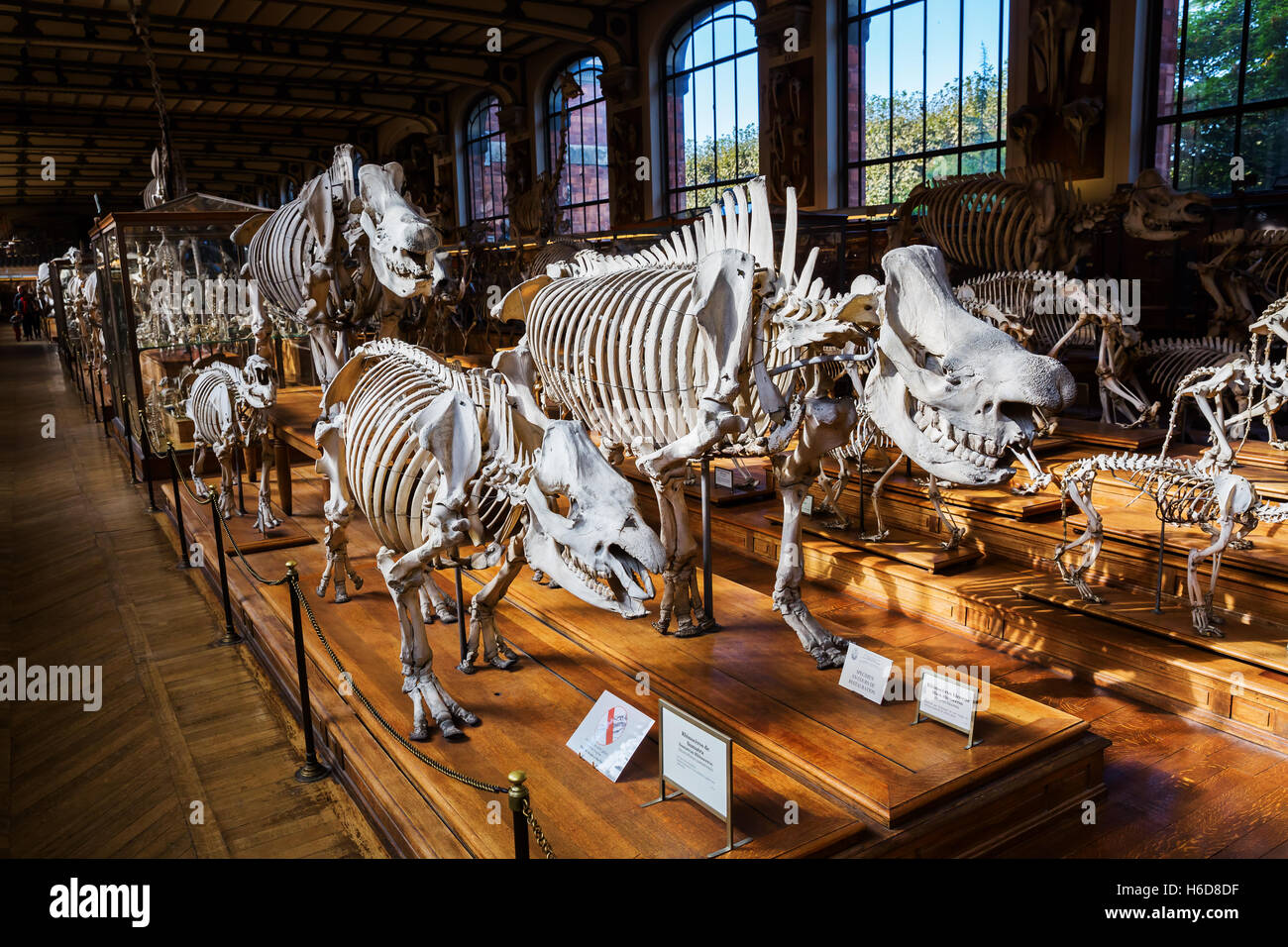 Skelette von Tieren in der Galerie für Paläontologie und der vergleichenden Anatomie in Paris, Frankreich Stockfoto