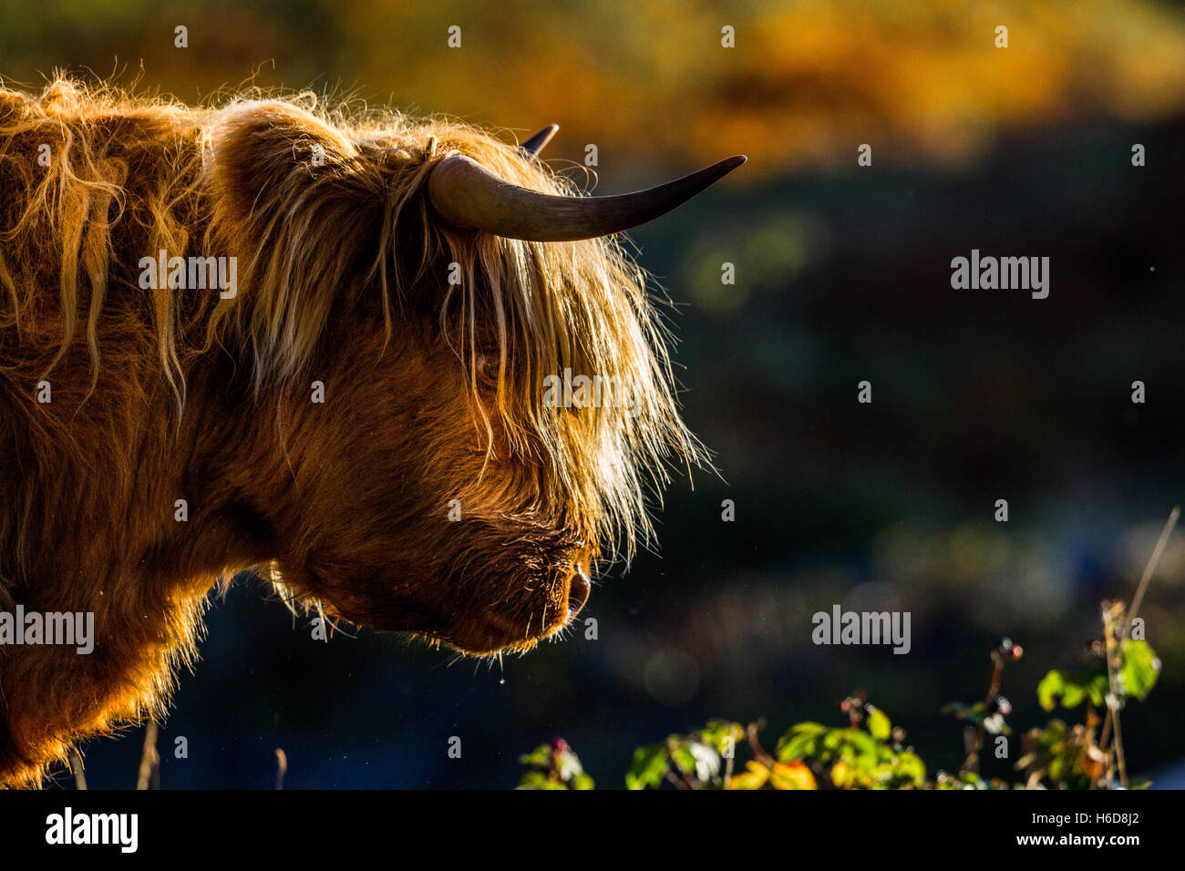 Highland Kuh im morgendlichen Sonnenlicht. Stockfoto