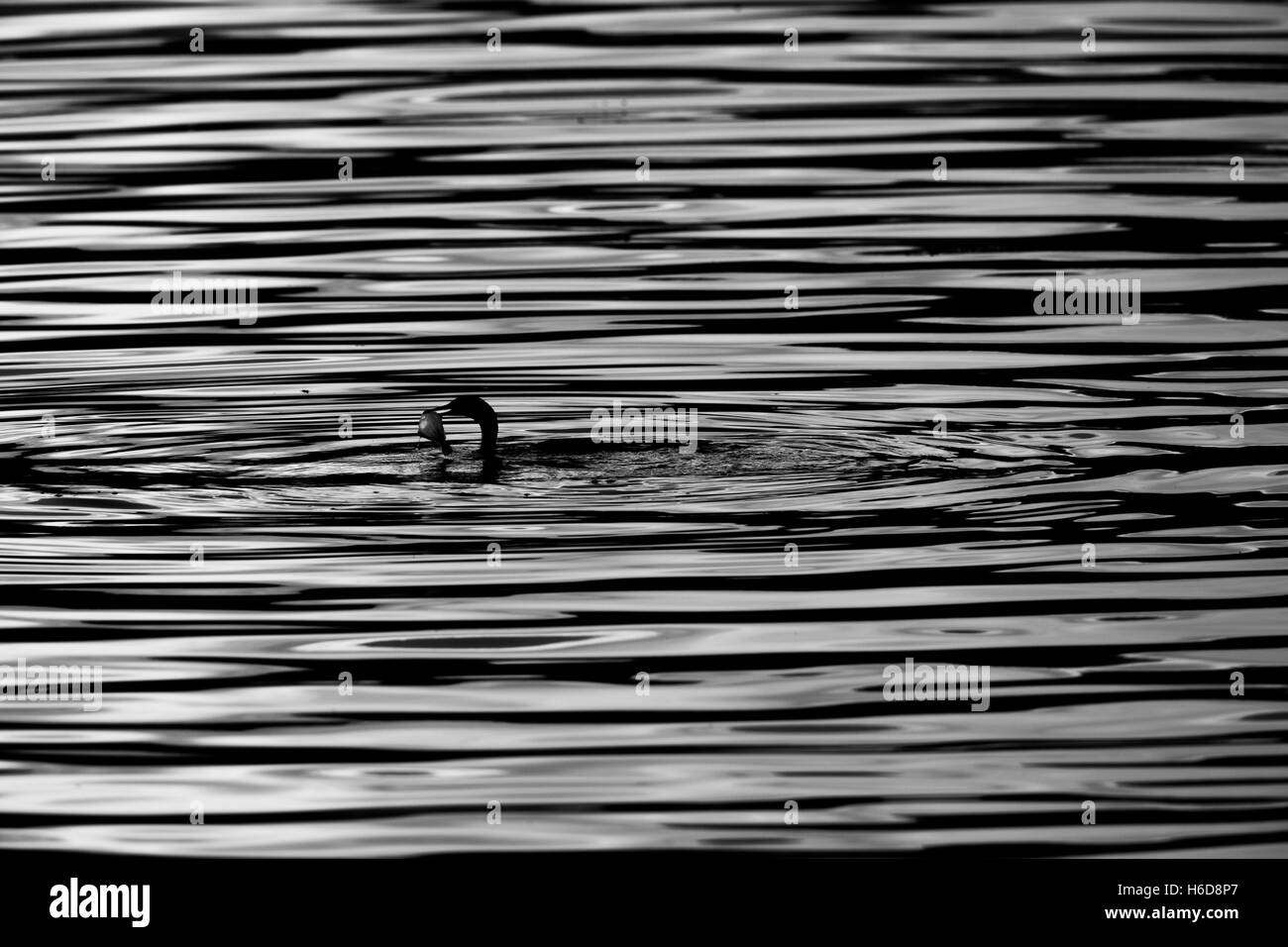 Vogel im Plätschern des Wassers schwimmen Stockfoto