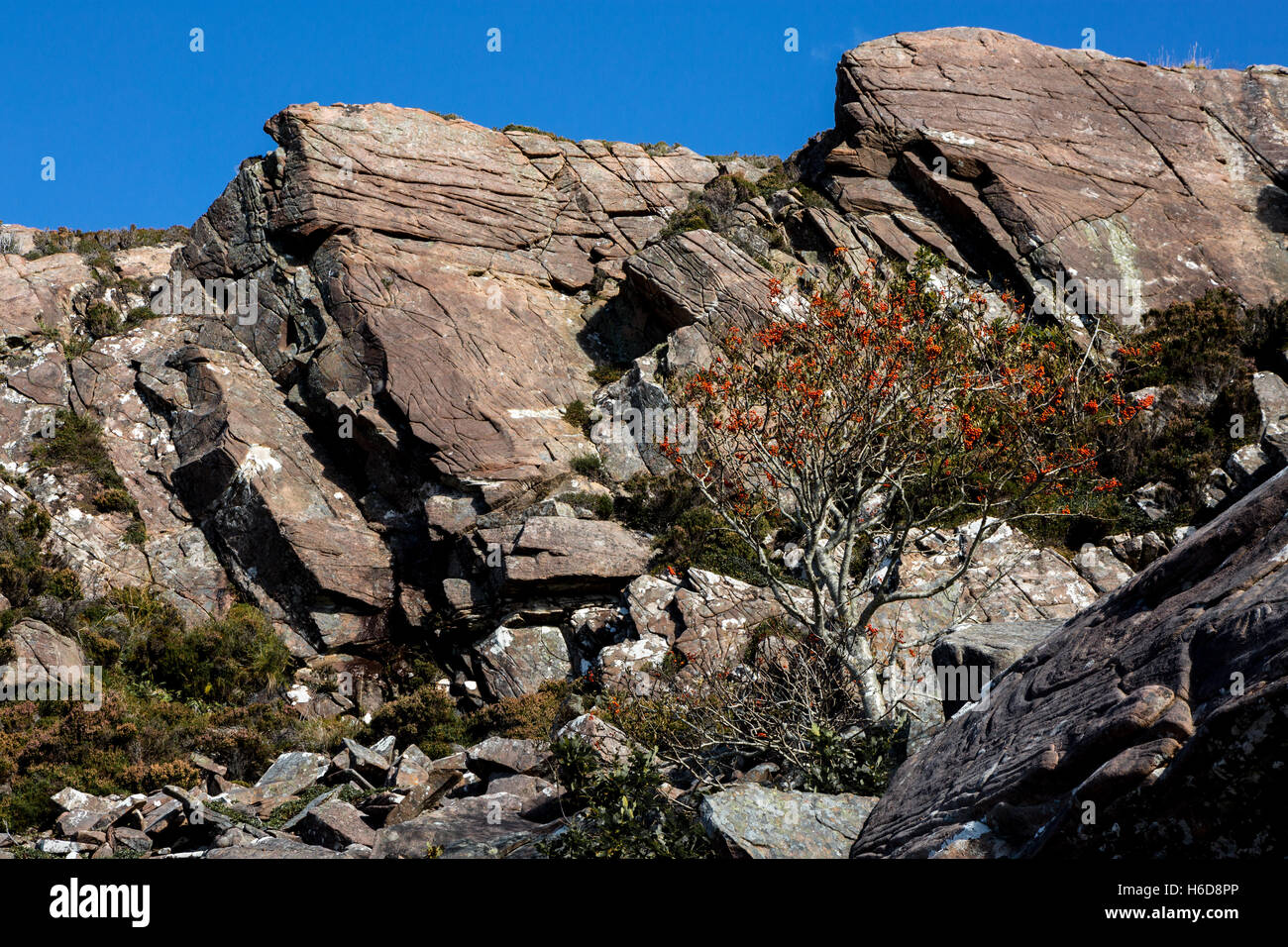 Eberesche in steinigen Felsen. Stockfoto