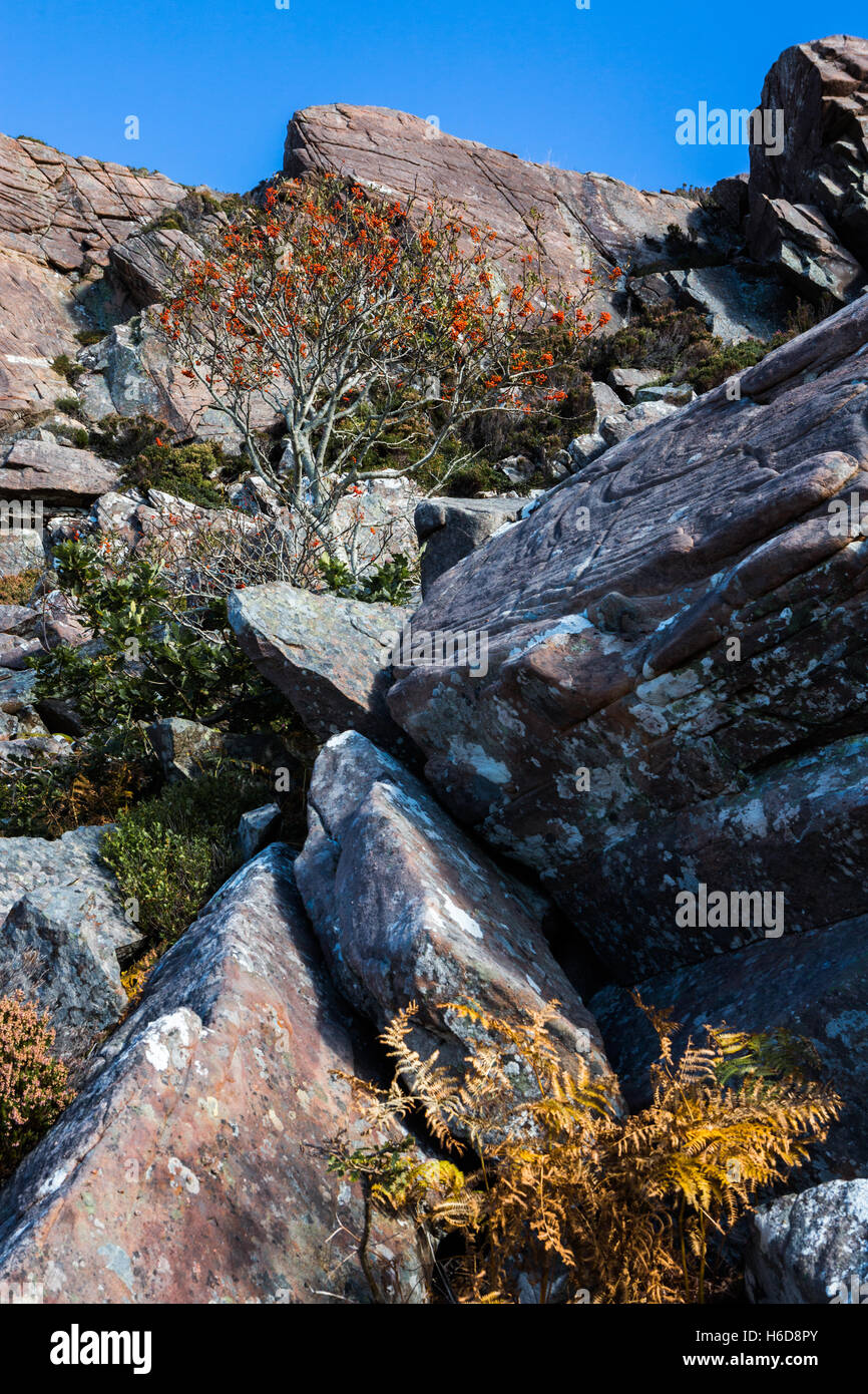 Eberesche in steinigen Felsen. Stockfoto