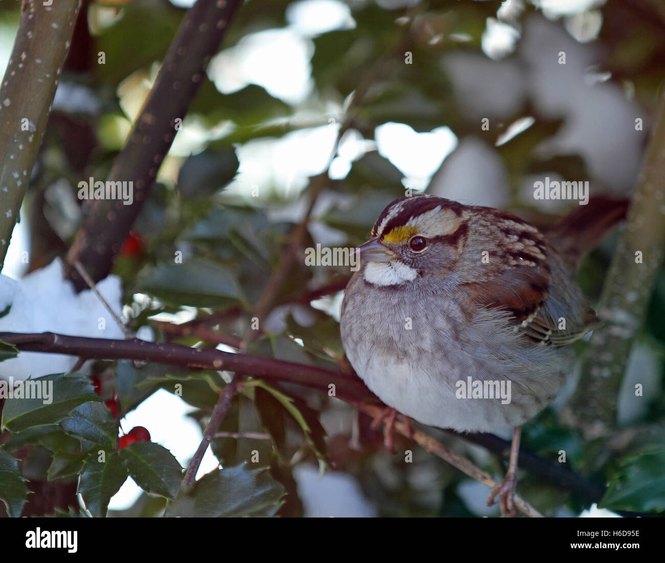 Ein geschwollene Weißkehlspatze (Zonotrichia albicollis) Im Winter in einem Stechbusch (ilex) gelegen Stockfoto