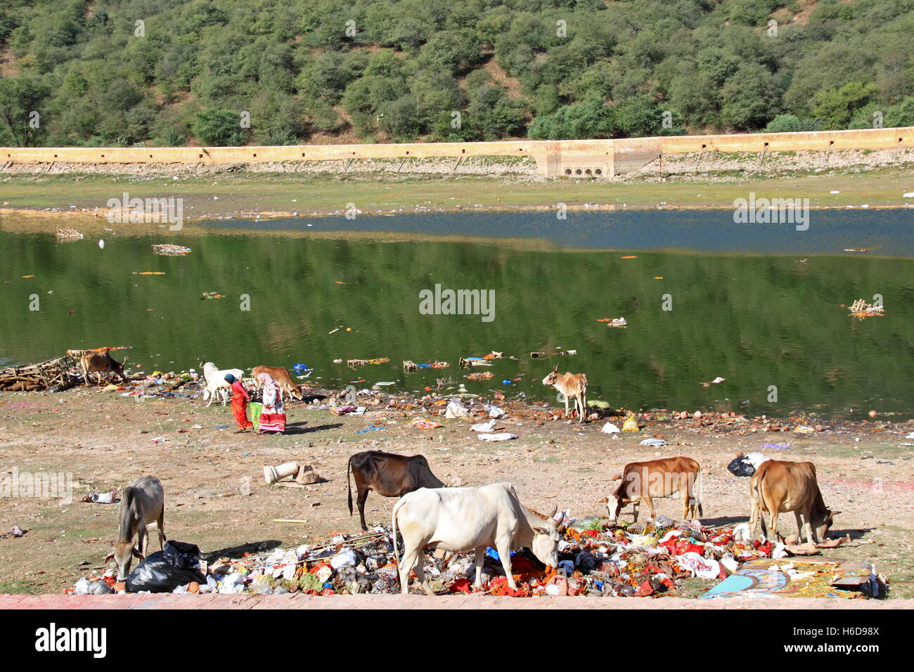 Bereinigung Dussehra feiern, Maota See, Amer, Jaipur, Rajasthan, Indien, indischer Subkontinent, Südasien Stockfoto