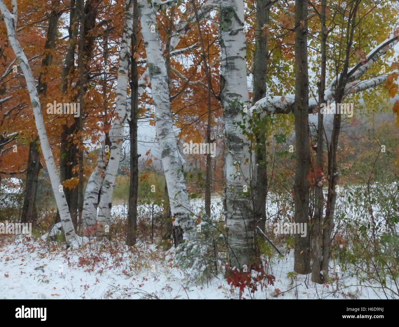 Weiße Birken im Schnee Stockfoto