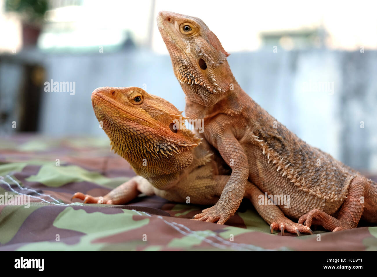 Zwei Bartagamen/Pogona Stockfoto