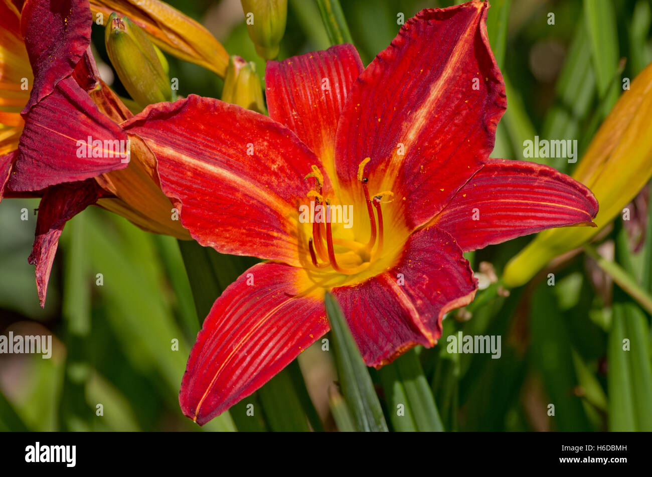 Hemerocallis Morgensonne Stockfoto