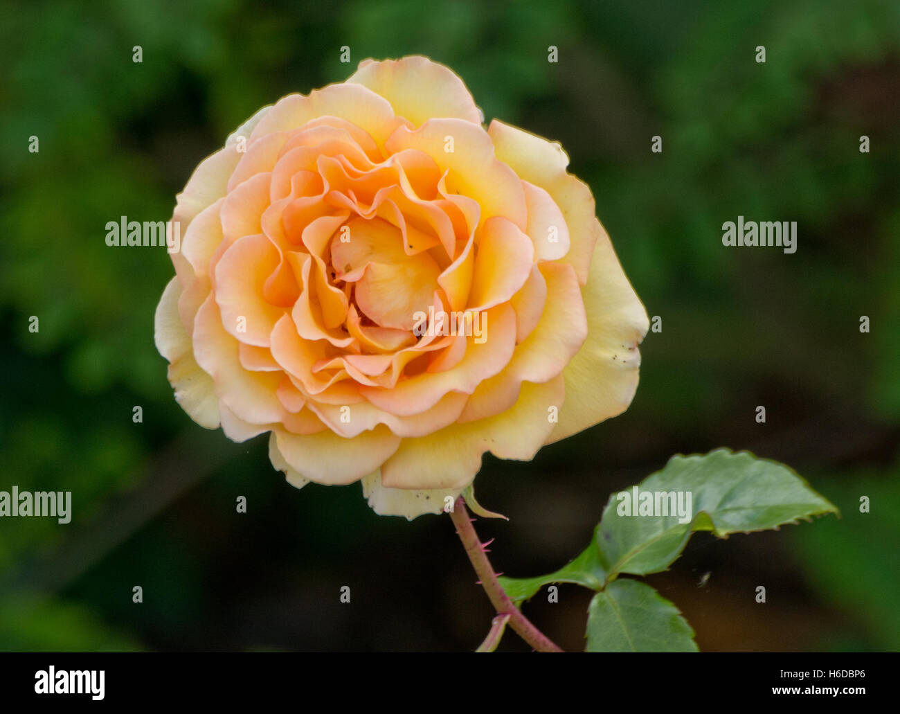 Rose Rotary Sunrise Stockfoto