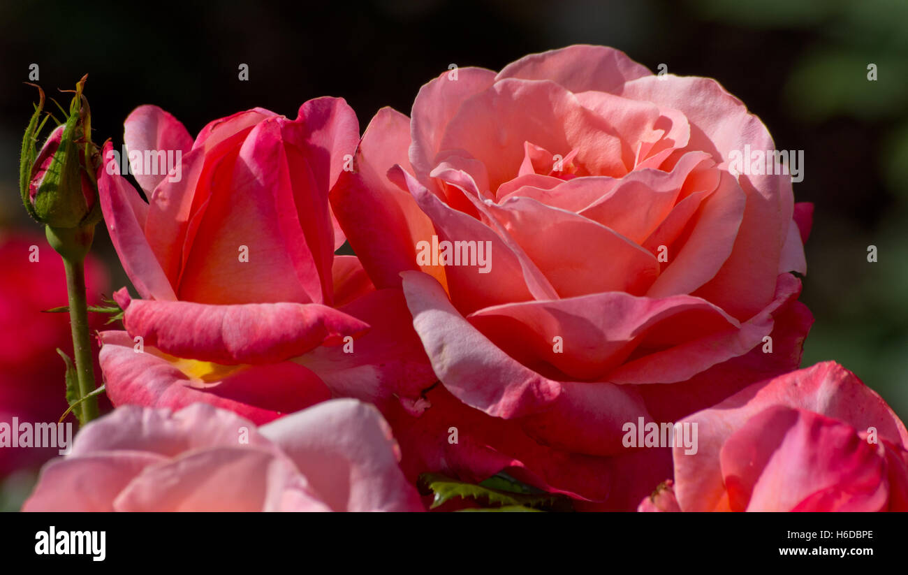 Rose silbernes Jubiläum Stockfoto