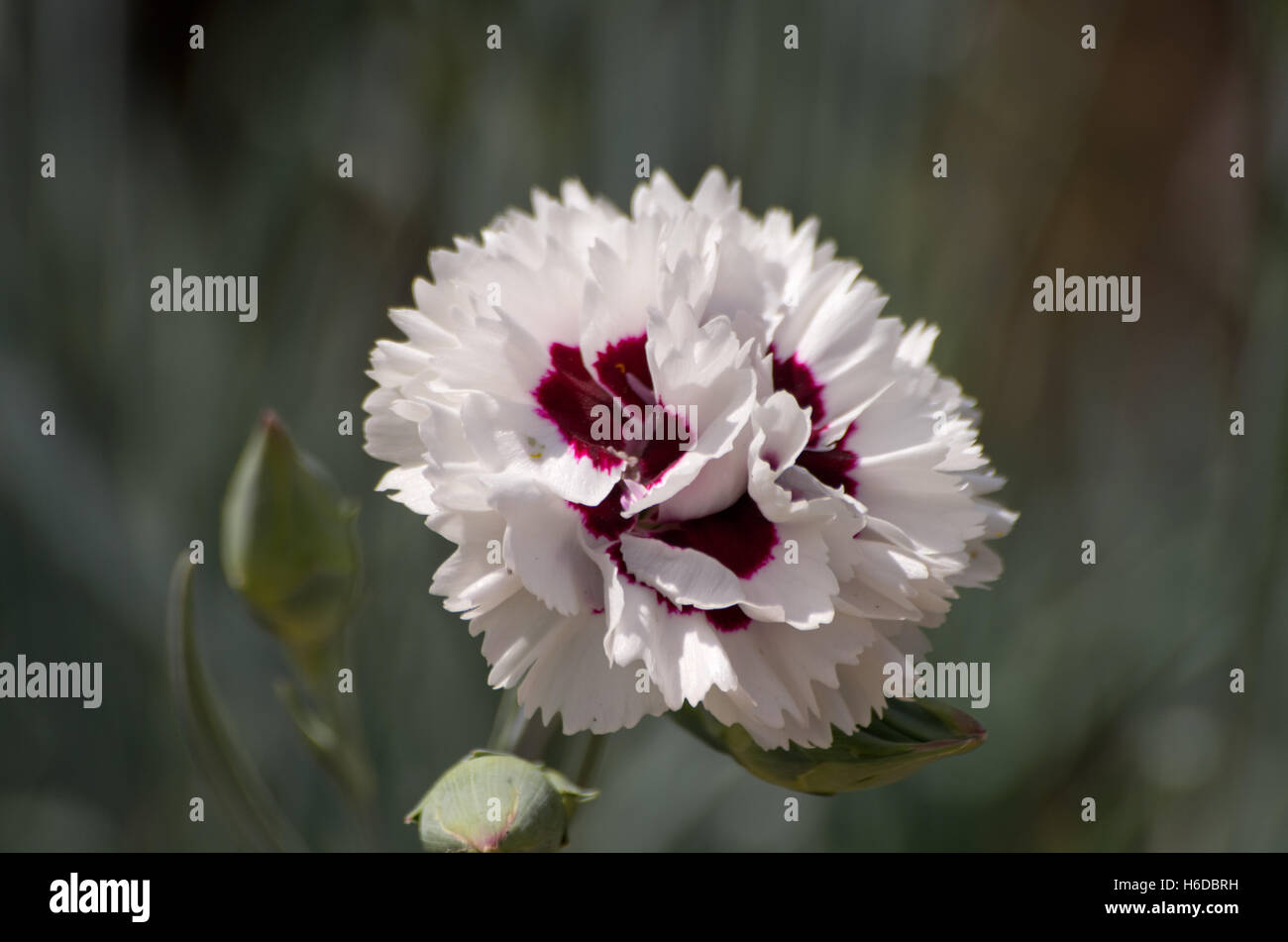 Dianthus Bright Eyes Stockfoto