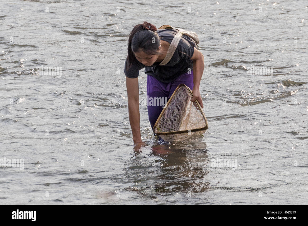 Frau sammelt Wasservegetation, Nam Phak Fluss, Muang La, Khmu / Khamu Menschen, Oudomxay Provinz, Laos Stockfoto