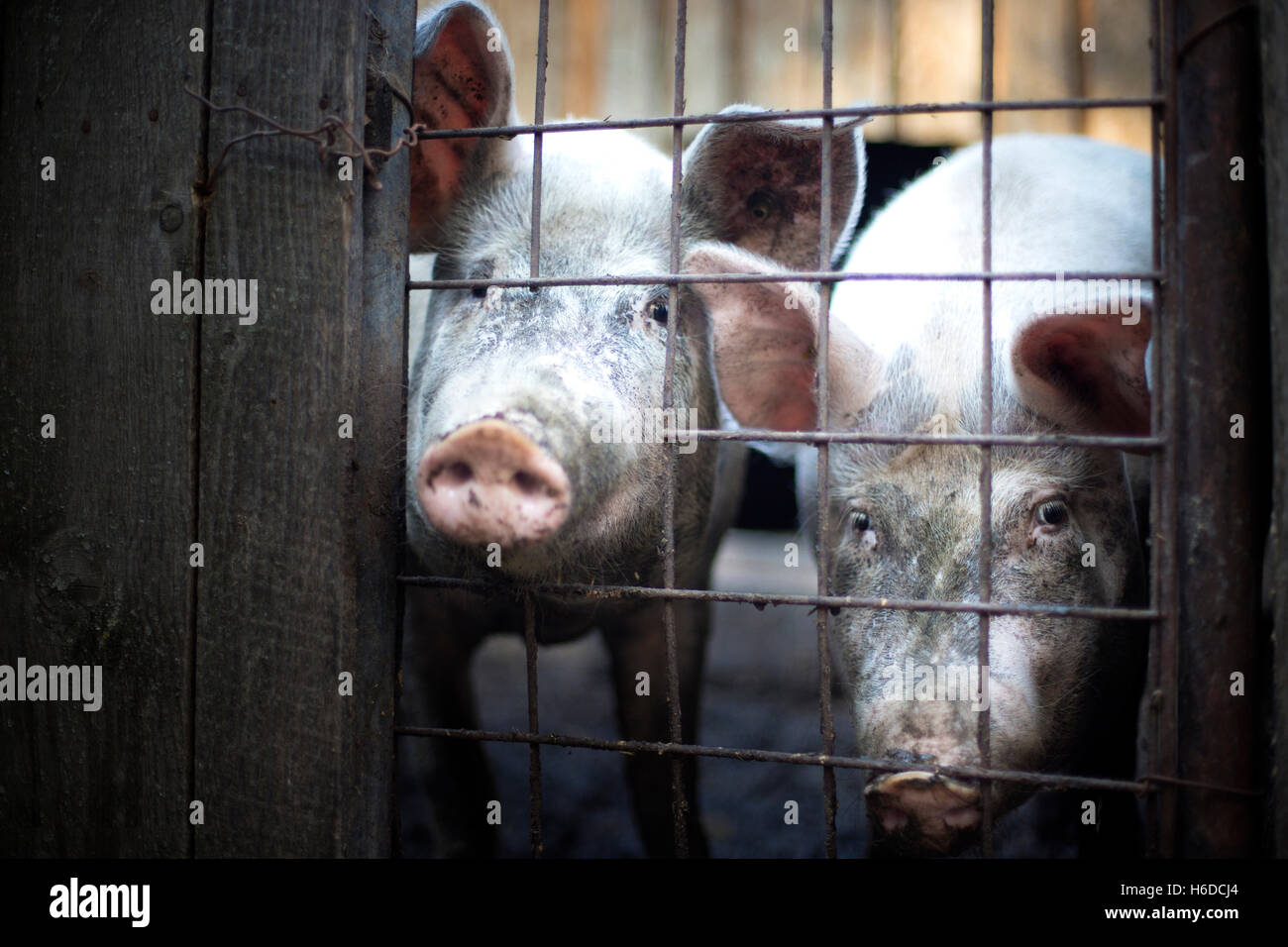 Zwei schmutzige Schweine hinter einem Zaun Stockfoto