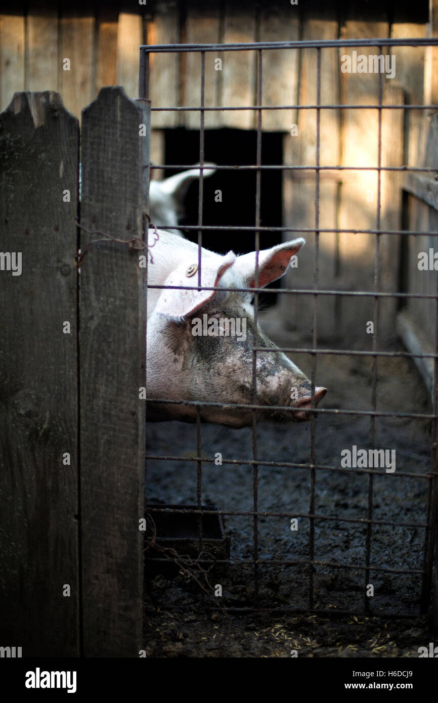 Ein schmutziges Schwein hinter einem Zaun Stockfoto