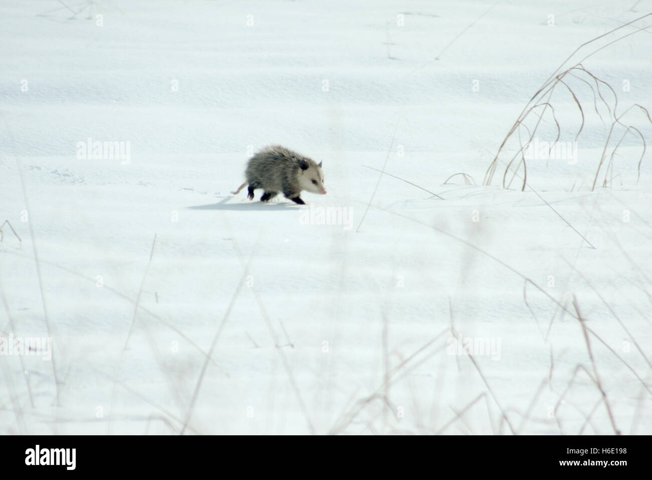 Wandern im Schneefeld Opossum Stockfoto