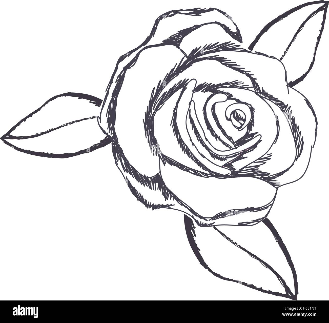 zarte rose Blume zeichnen Symbol Bild Vektor-Illustration-design Stock