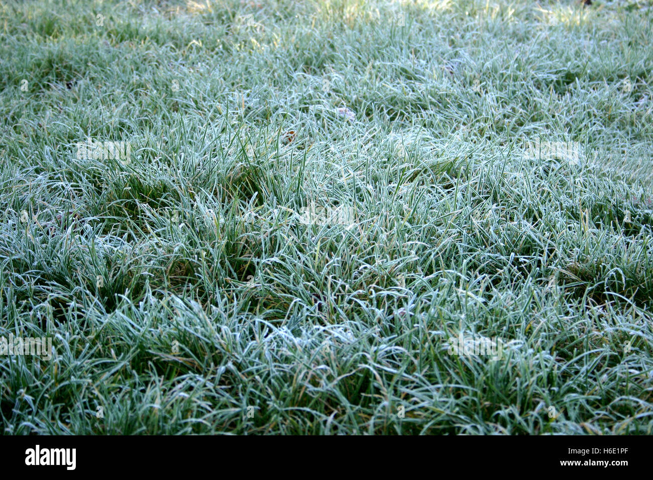 Grass bedeckt in Frost am Morgen Stockfoto