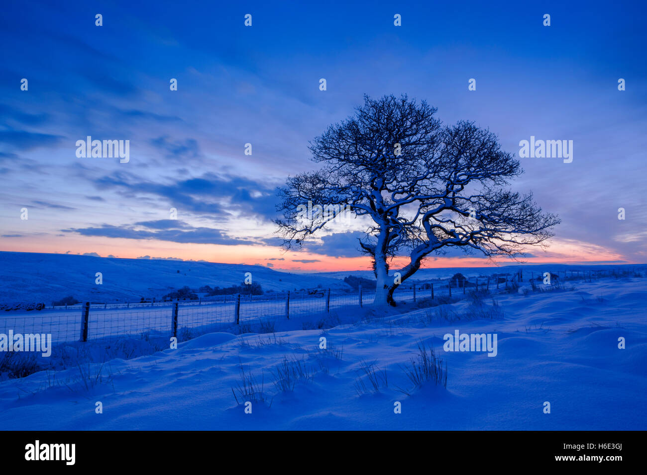 Englische Eiche, lateinischer Name Quercus Robur, im Winter mit Schnee bedeckt bei Tagesanbruch in North York Moors National park Stockfoto