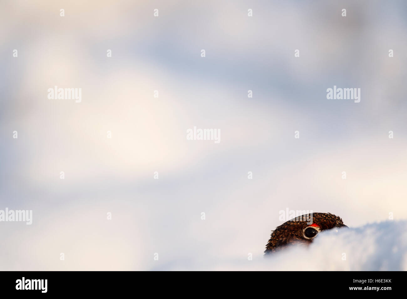 Männliche Moorschneehühner, lateinischer Name Lagopus Lagopus Scotica, versteckt unter Schnee Hügelchen mit Auge und Kopf anzeigen Stockfoto