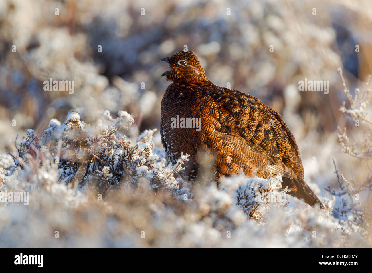 Moorschneehühner, lateinischer Name Lagopus Lagopus Scotica, ruft unter Schnee bedeckt heather Stockfoto