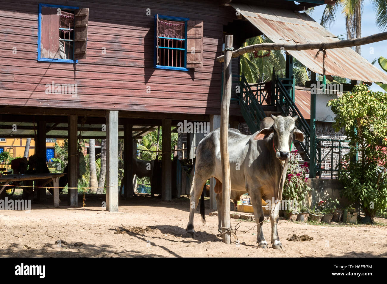 Typisches Dorfhaus auf Stelzen + Ochsen, Kambodscha Stockfoto