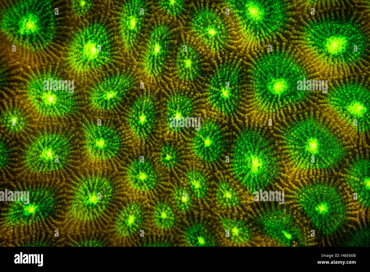 Eine Koralle Kolonie zeigt Fluoreszenz an einem Riff in Raja Ampat. Warum viele Meeresorganismen fluoreszieren ist nicht vollständig geklärt. Stockfoto
