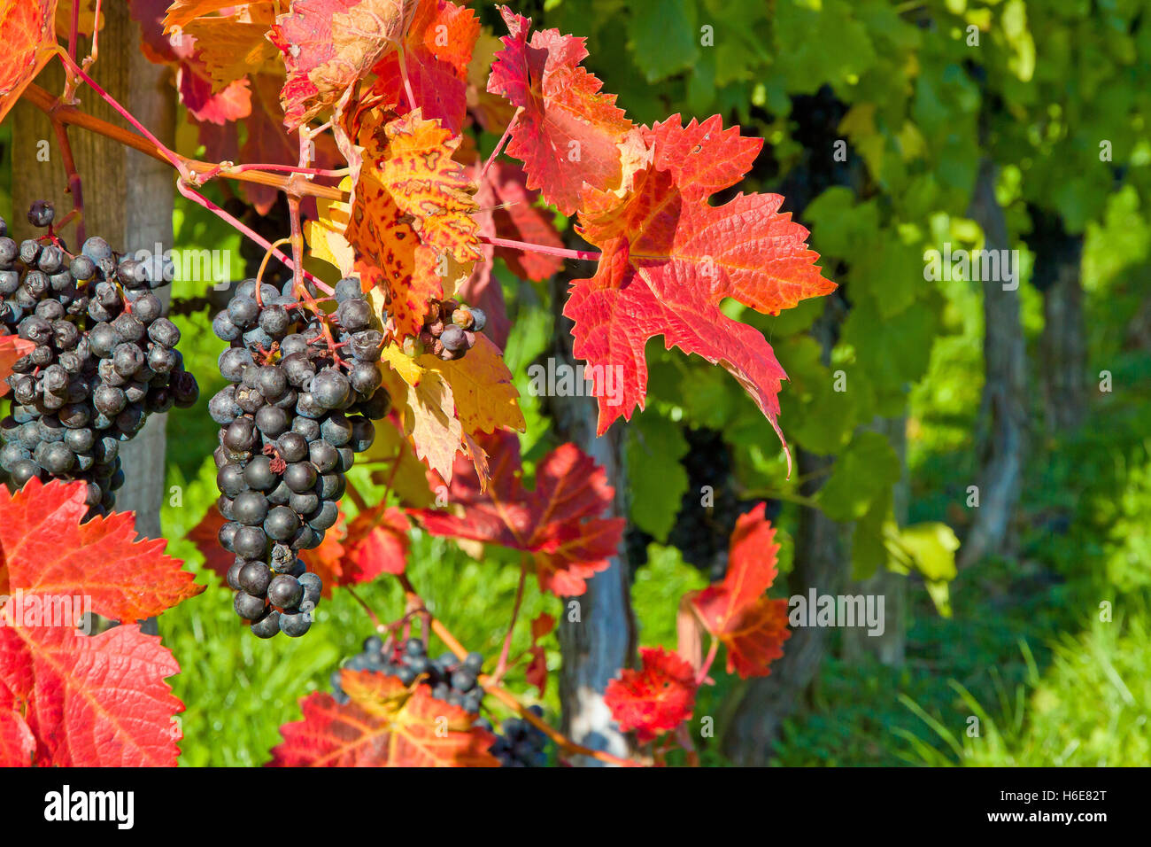 Blauen Reben im Herbst Stockfoto