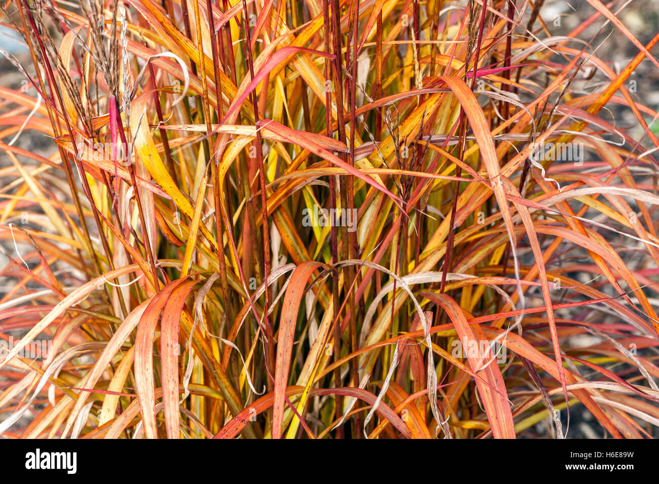 Miscanthus sinensis 'Ghana' Chinesisches Silber Gras Herbstgräser Stockfoto